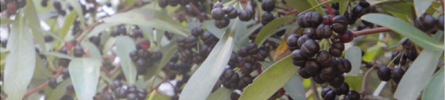 Tasmanian Mountain Pepperberries on the tree