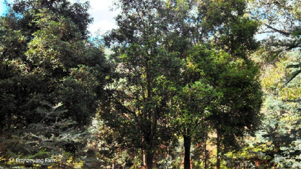 Wild Tassie Mountain Pepper trees