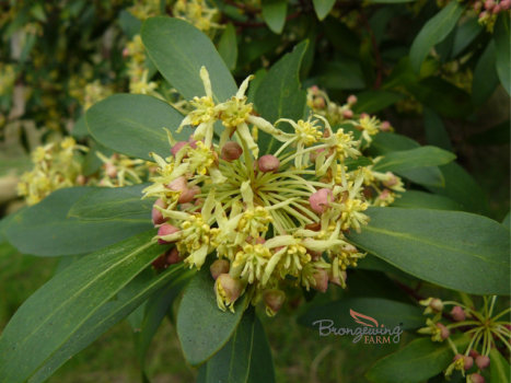 Male Tasmanian Mountain Pepper flowers