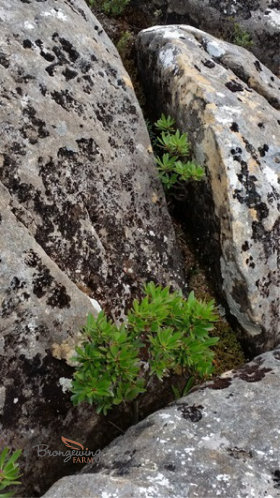 Tasmanian Mountain Pepper plants at 1150 m altitude on Mt. Arthur (Tasmania)