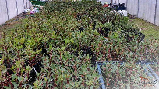 Tasmanian Mountain Pepper cuttings in the propagation greenhouse